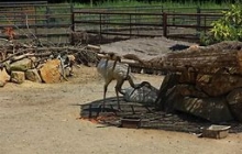 Zoo Dvorce